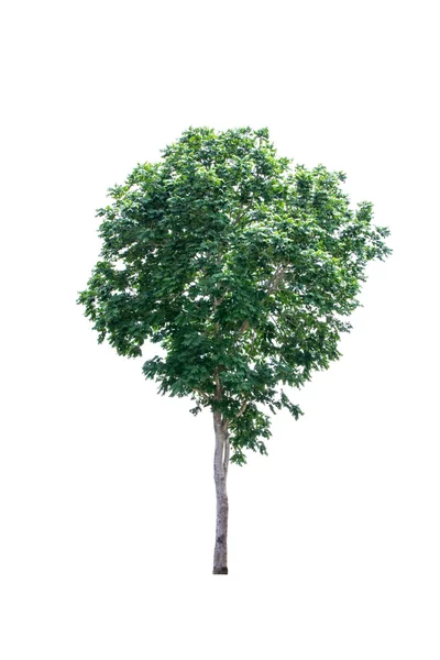 Baum isoliert auf weiß — Stockfoto