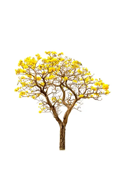 白に黄色の花のツリー — ストック写真