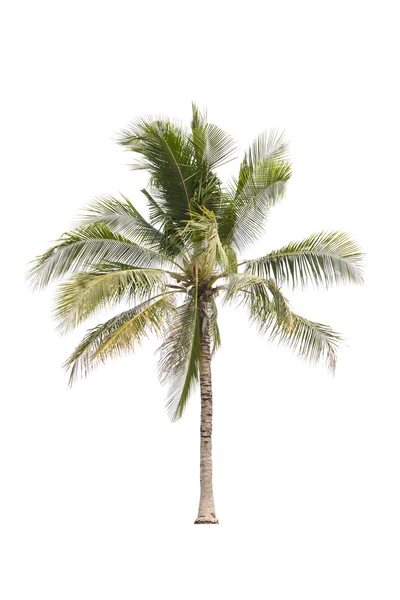 Kokosová palma na bílém pozadí — Stock fotografie