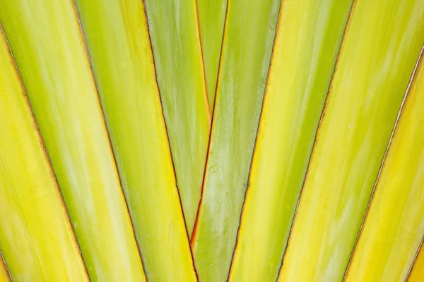 Texture and pattern detail banana fan — Stock Photo, Image