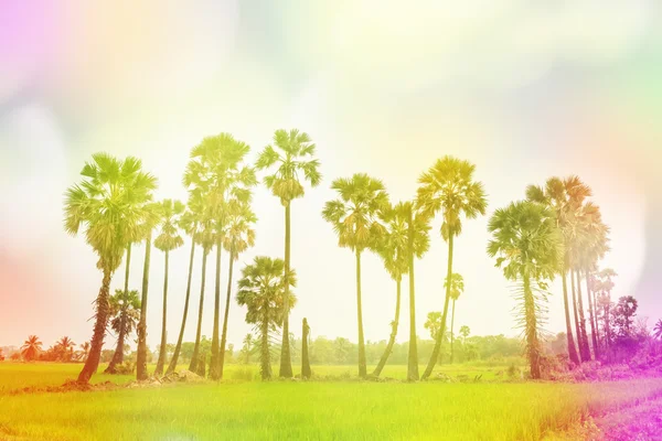 Palmera de azúcar en el campo de arroz - filtro de efecto vintage y luz — Foto de Stock