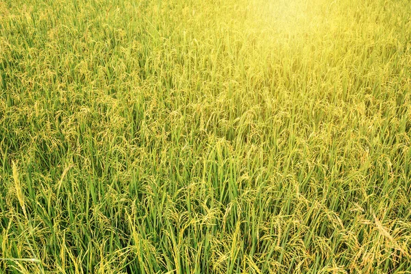 Tło zielony ryżu — Zdjęcie stockowe