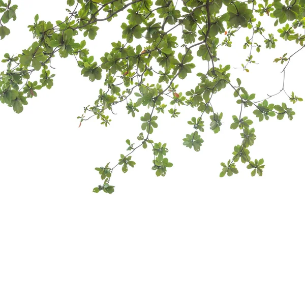 Löv på vit bakgrund — Stockfoto