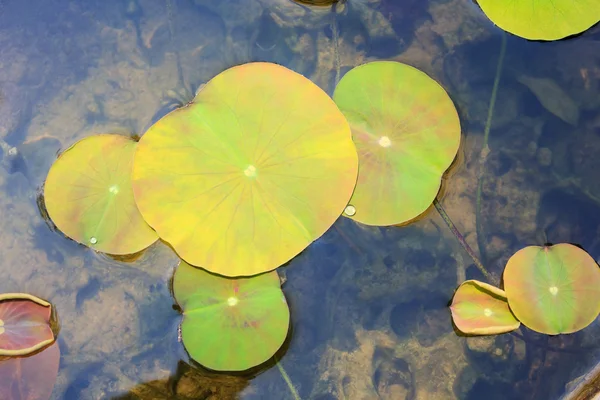 Groene lotus blad — Stockfoto