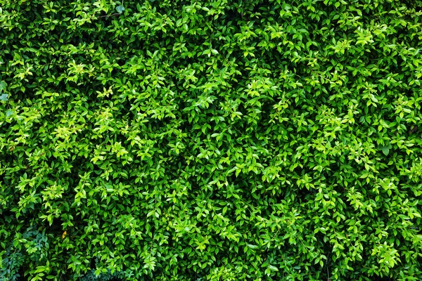 Green leaves wall background — Stock Photo, Image