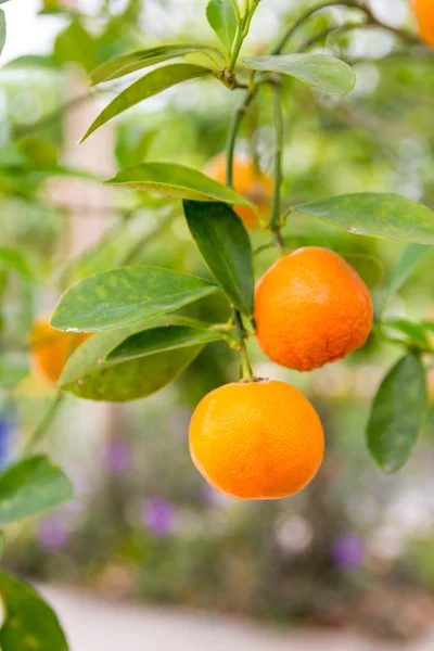 Reife Orange hängt an einem Baum — Stockfoto