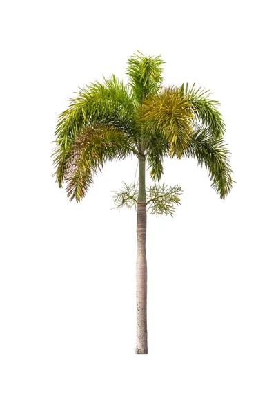 Palm tree isolated on white — Stock Photo, Image