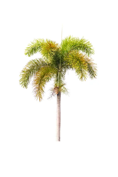 Palm tree isolated on white — Stock Photo, Image