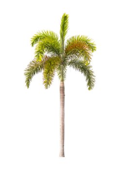 palm tree isolated on white clipart