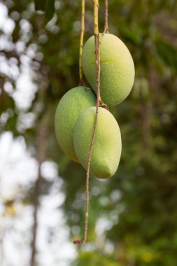 mango meyve mango Ağaçta asılı.