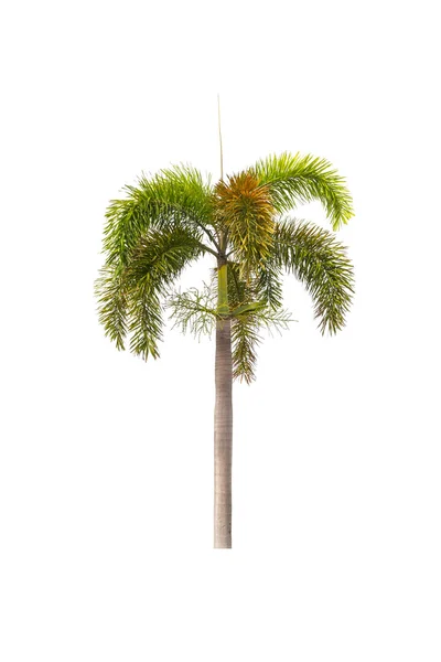 Palmera aislada en blanco —  Fotos de Stock