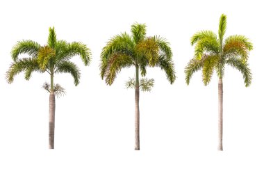 palmiye ağaçları üzerine beyaz izole