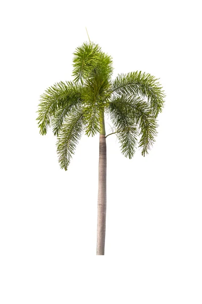 Palme isoliert auf weiß — Stockfoto