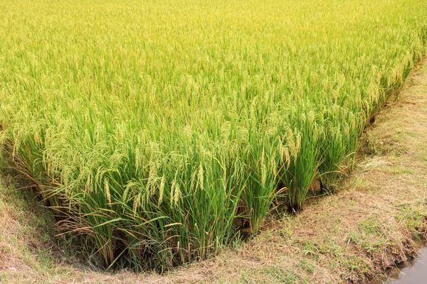 Зеленый рис на рисовом фоне — стоковое фото