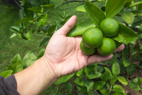 Limão fresco com folha verde . — Fotografia de Stock