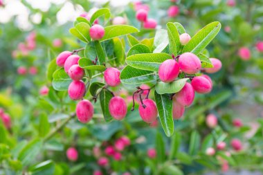 Karonda veya Carunda meyve