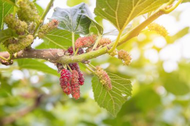 branc üzerinde kırmızı olgunlaşmamış dut