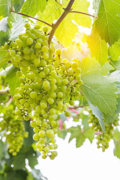 Raisins verts sur vigne — Photo