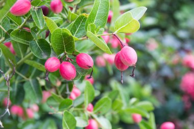 Karonda veya Carunda meyve