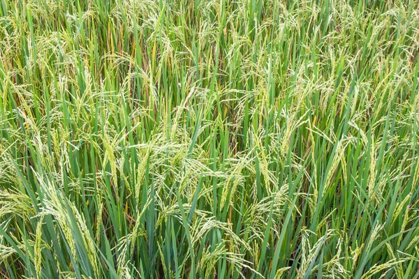 Фон рисовых полей . — стоковое фото