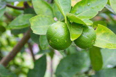 yeşil yaprak taze limon.