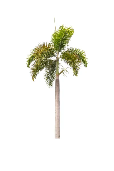 Palmy izolované na bílém — Stock fotografie