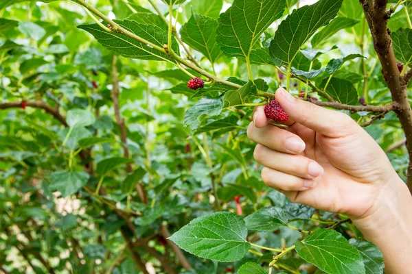 Red unripe mulberries on the branc — Stock Photo, Image