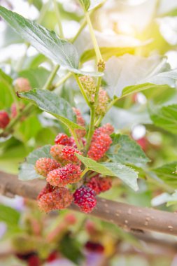 branc üzerinde kırmızı olgunlaşmamış dut