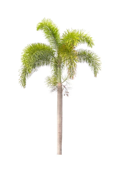 Palma isolata su bianco — Foto Stock