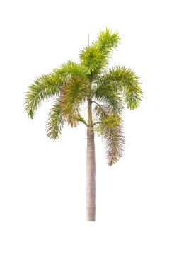 Beyaz palmiye ağacı