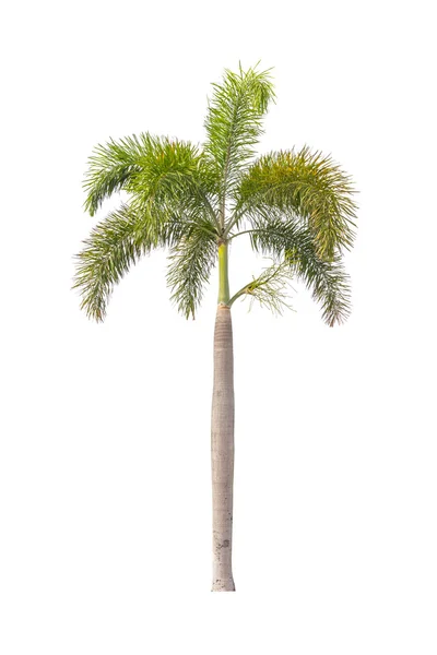 Palm tree isolated on white — Stock Photo, Image