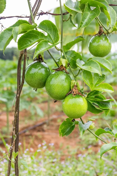 Passionsfruchtbaum — Stockfoto