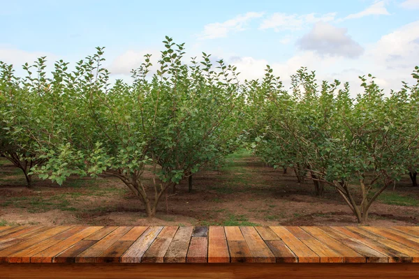Lege oude houten tafel met moerbei vrucht bomen achtergrond. — Stockfoto