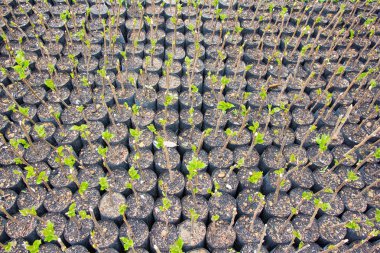 Küçük bitki fide çanta