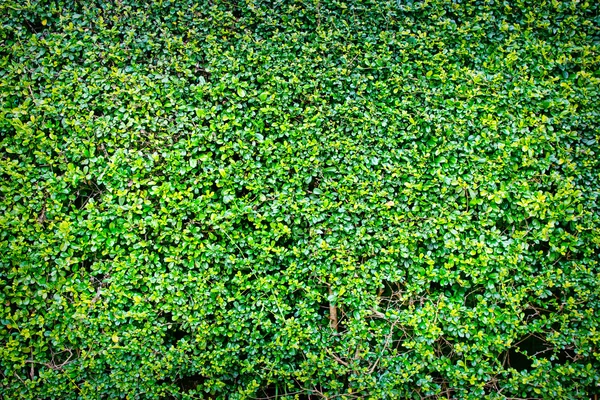 Grüne Blätter natürliche Wand. — Stockfoto