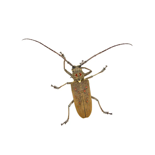 Species of longhorn beetles beetles. — Stock Image Species of longhorn beetles beetles. Royalty Free Stock Photos