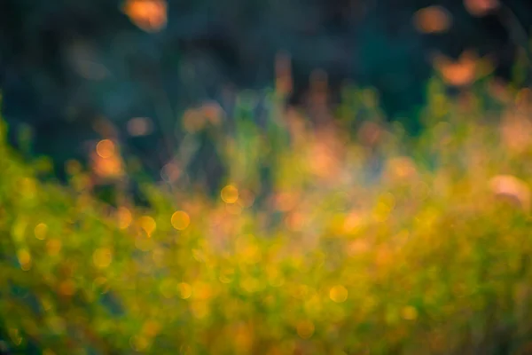 Photo Blurred Meadow Morning — Stock Photo, Image