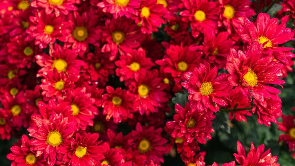 Flores Crisântemo Vermelho Fundo Jardim — Fotografia de Stock