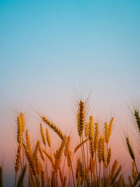 Красивый Пейзаж Золотого Пшеничного Поля Фоне Заката — стоковое фото