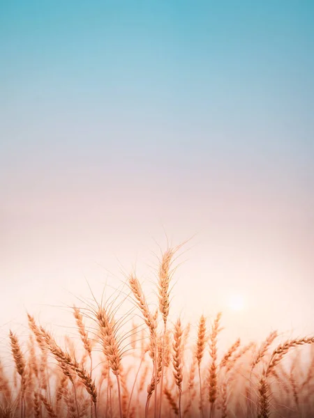 Piękny Krajobraz Złotego Pola Pszenicy Zachodem Słońca Naturalne Tło — Zdjęcie stockowe
