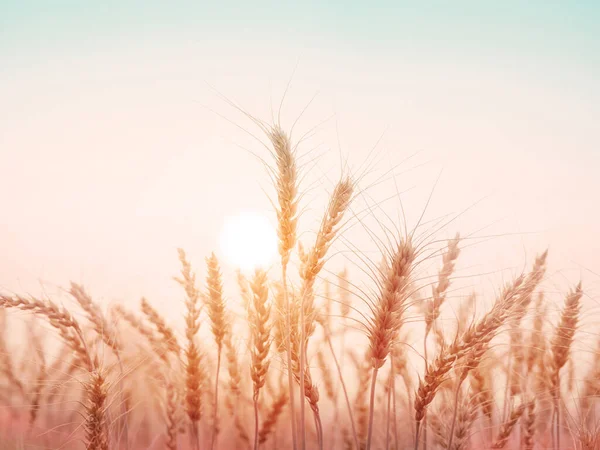 Золотое Пшеничное Поле Естественном Фоне Заката Винтажный Стиль Цветового Тона — стоковое фото