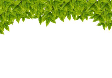 beyaz arkaplanda yeşil yapraklar