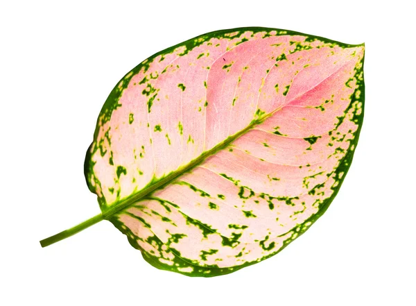 Leaf isolated on a white background — Stock Photo, Image