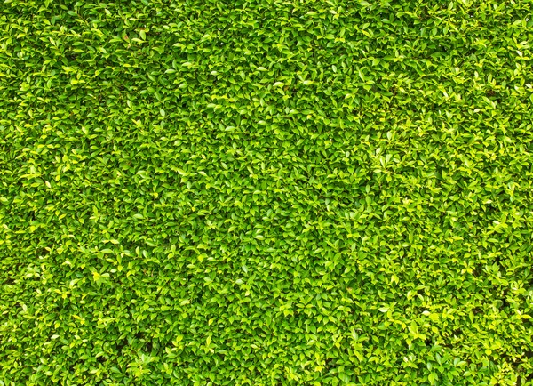 Green leaves wall background — Stock Photo, Image