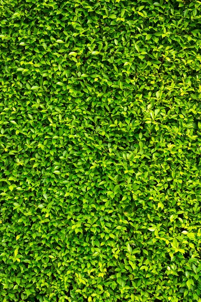 Green leaves wall background — Stock Photo, Image