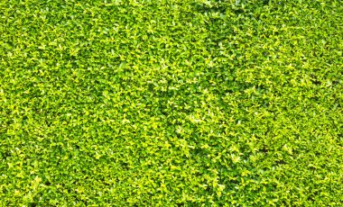 Yeşil Yapraklar duvar arkaplanı