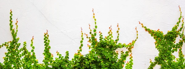 Растение плюща на белом фоне — стоковое фото
