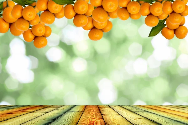 Tangerine träd — Stockfoto