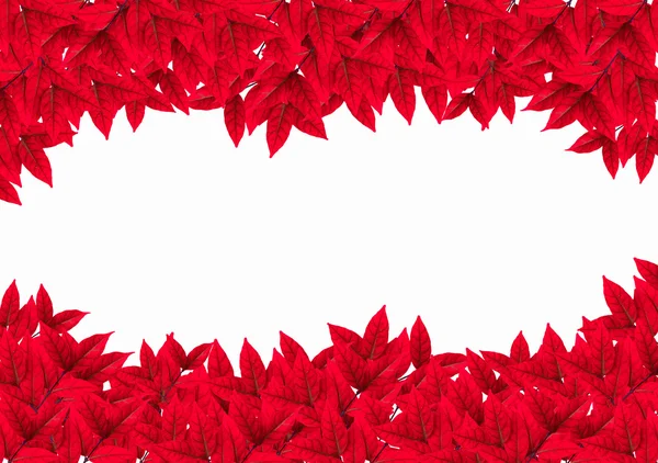 Rode bladeren op witte achtergrond — Stockfoto