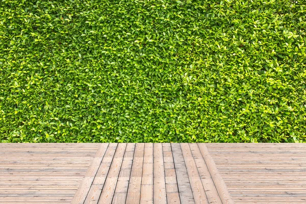 Зелене листя стіни фону — стокове фото